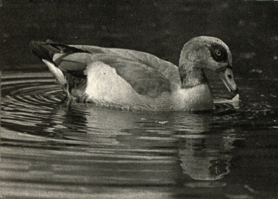   (Chaenalopex = Alopochen aegyptiacus)