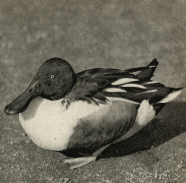   (Spatula clypeata)