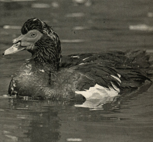    (Cairina mosciiata)