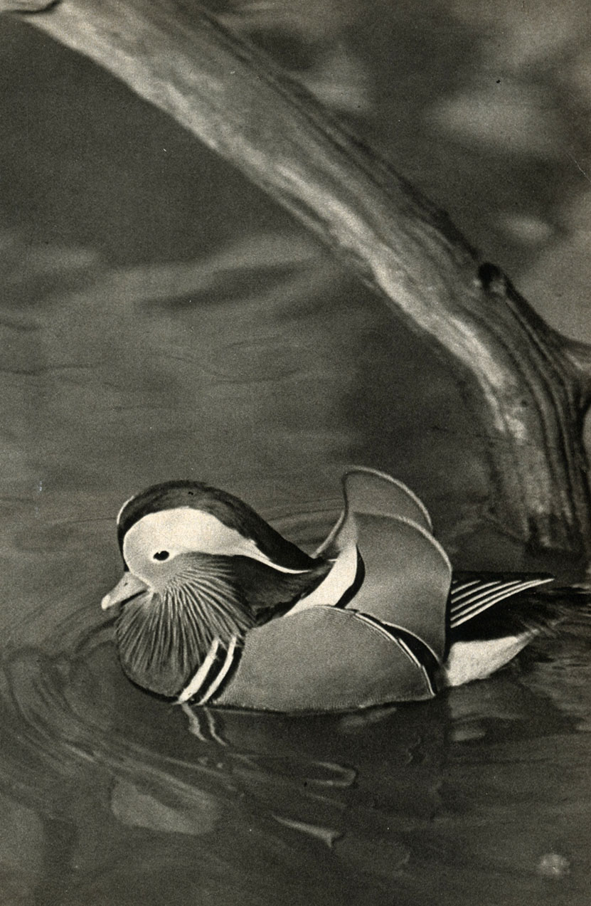  (i galericulata)