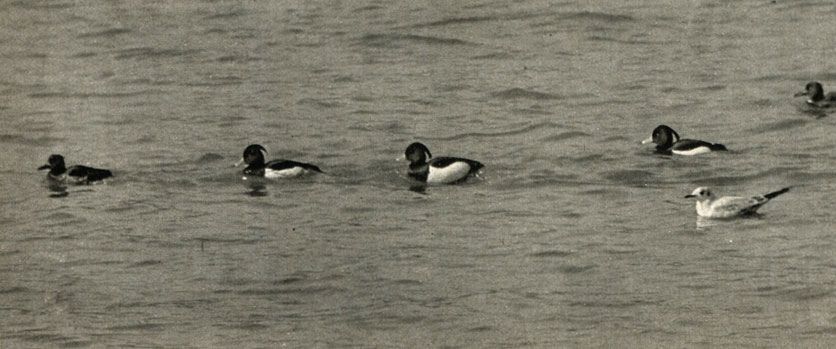      (Aythya fuligula)