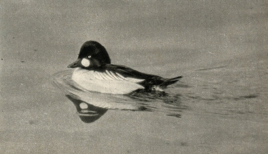   (Bucephala langula)