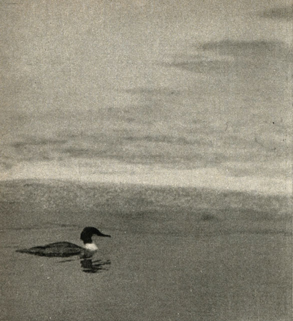    (Mergus merganser)