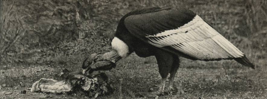   (Sarcoramphus papa)