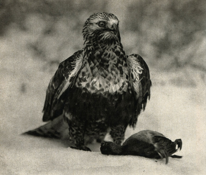  ,   (Buteo lagopus)