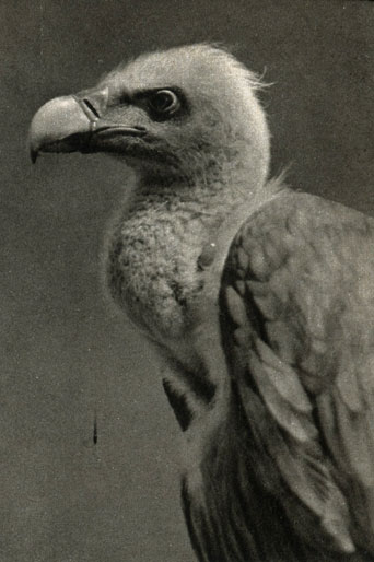   (Gyps fulvus)
