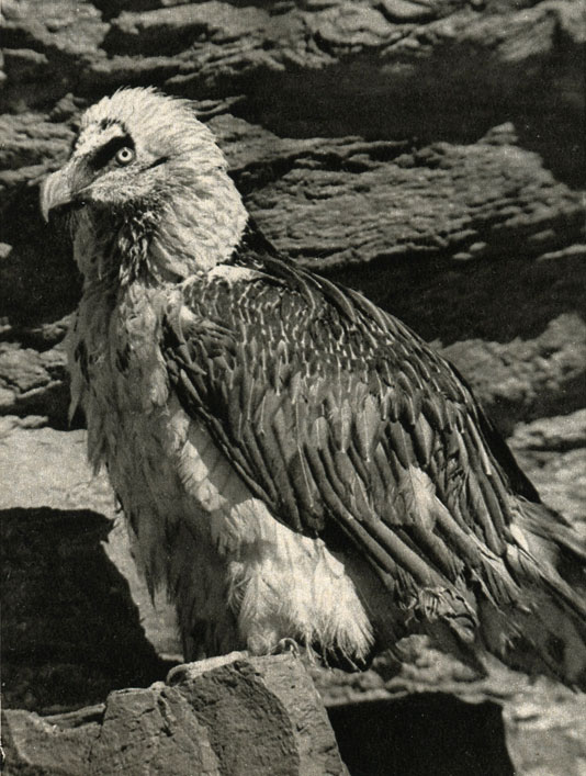 ,   (Gypaetus barbatus)