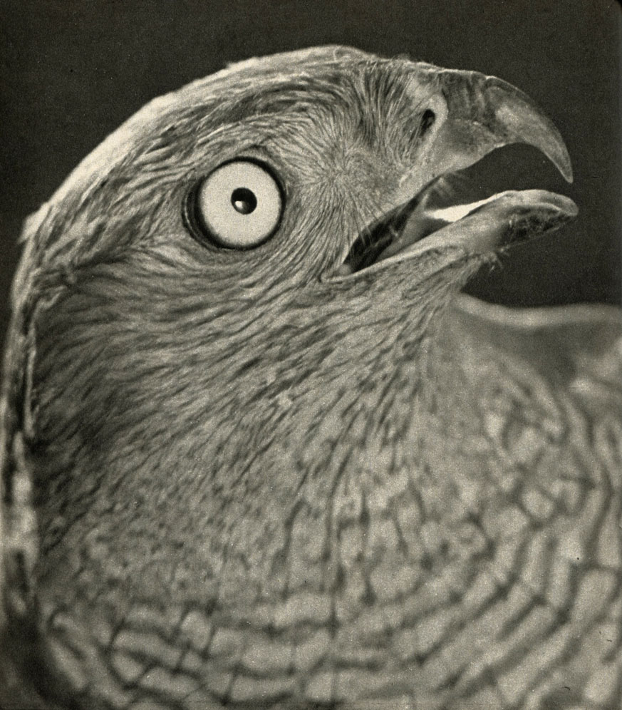  ,   (Accipiter gentilis)