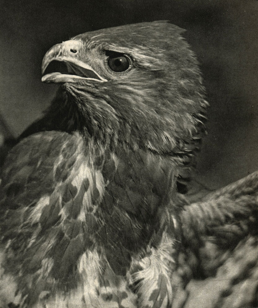  ,   (Buteo buteo)