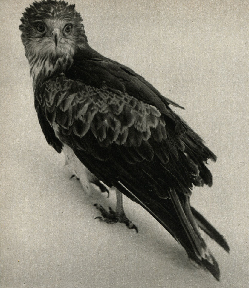  ,   (Circaetus gallicus)