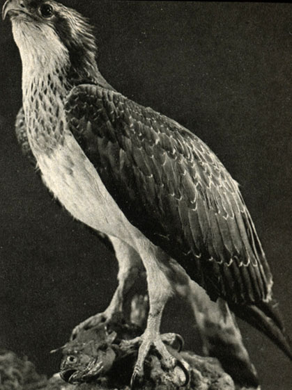  (Pandion haliaetus)