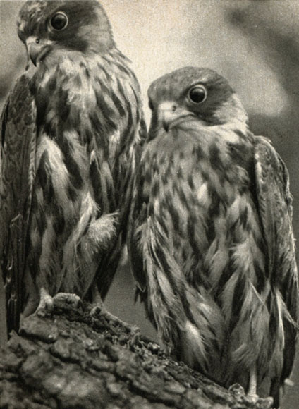   (Falco subbuteo)