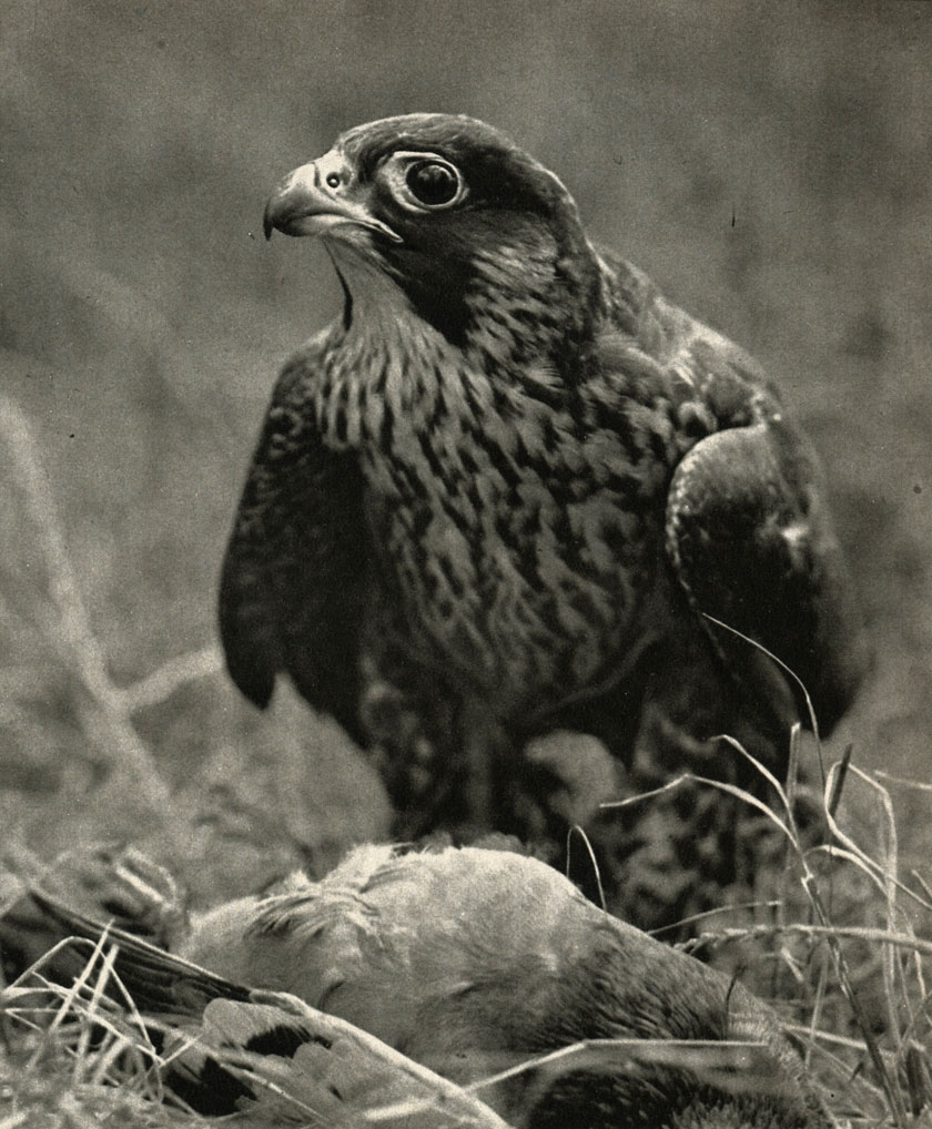  ,   (Falco rgrinus)   -  