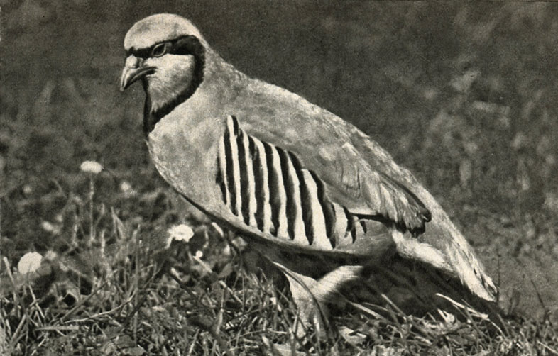 ,    (Alectoris graeca)