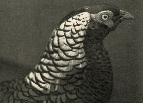     (Chrysolophus amherstiae)