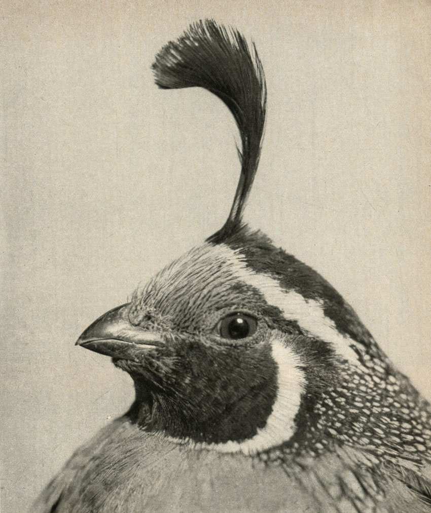     (Lophortyx californicus)