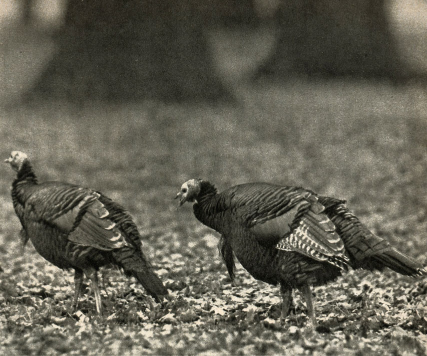   (Meleagris gallopavo)