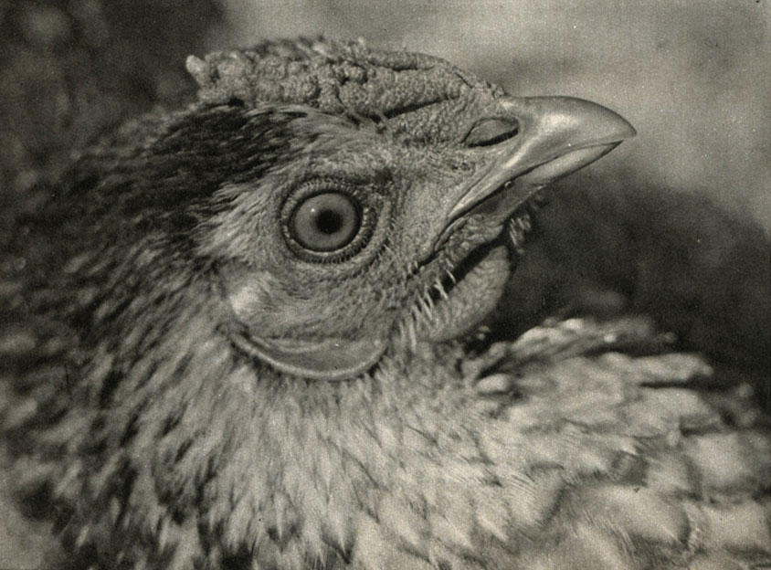   (Gallus gallus domesticus)