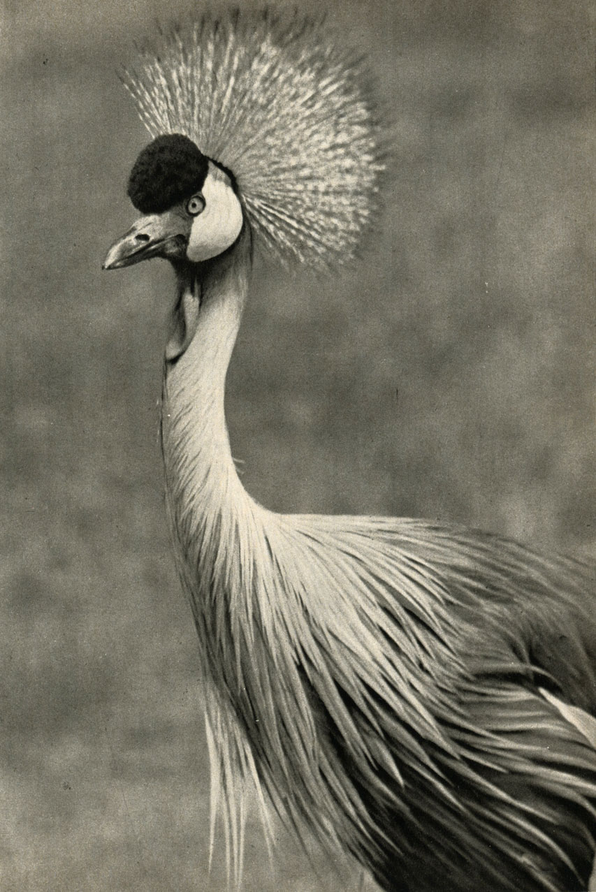   (Balearica pavonina)