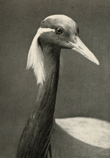   (Grus grus)