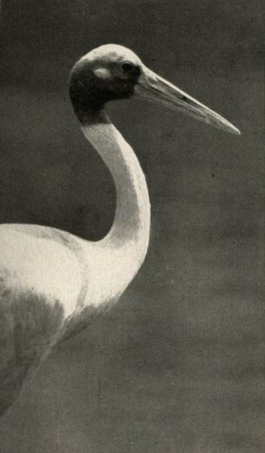  (Antigone antigone - Grus antigona)