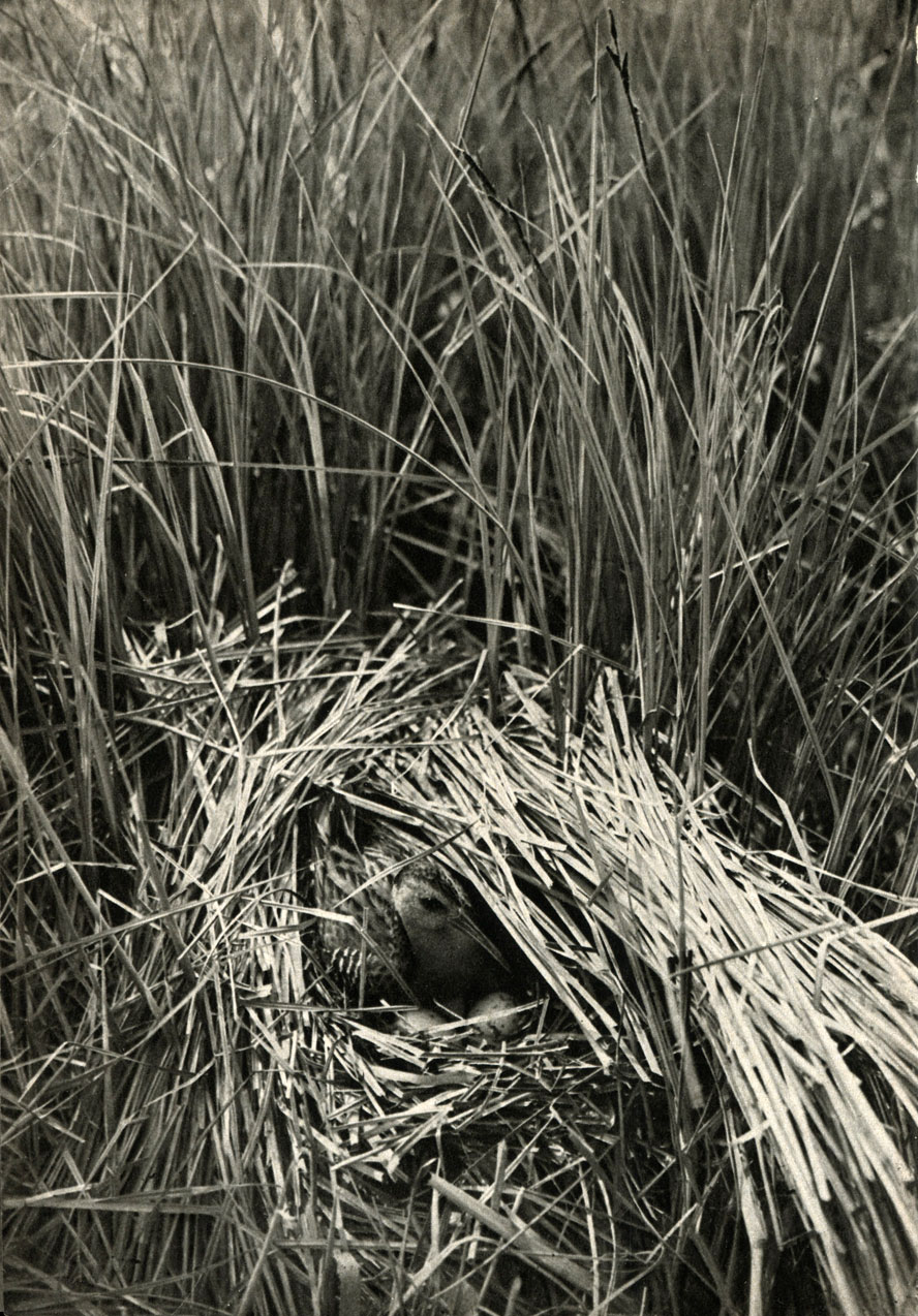   (Rallus aquaticus)