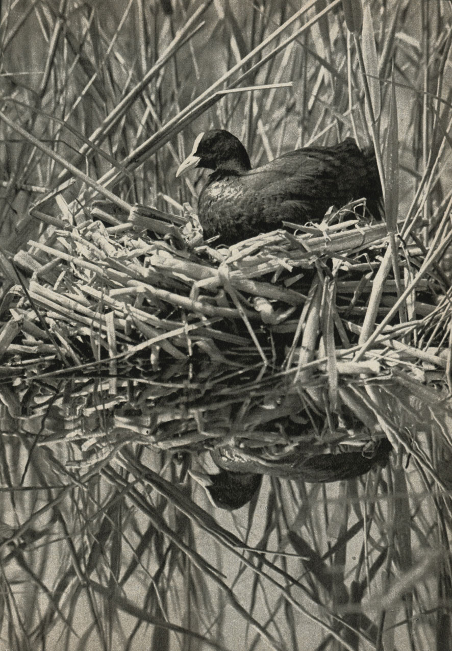  (Fulica atra)