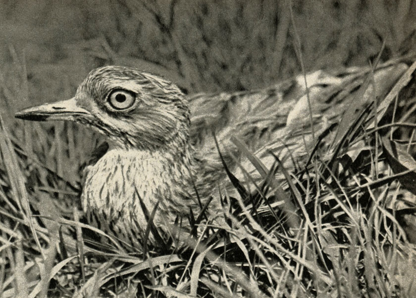 ,   (Burhinus oedicnemus)