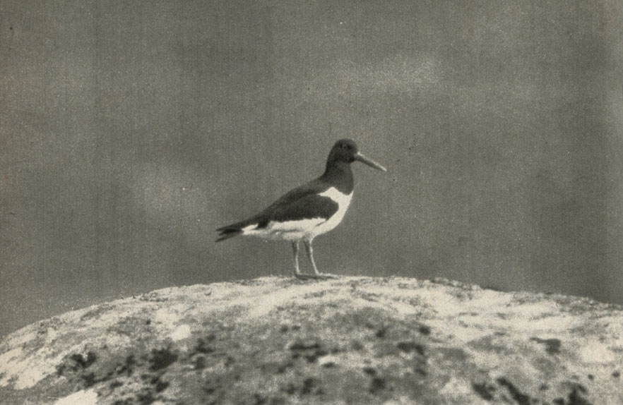 - (Haematopus ostralegus)