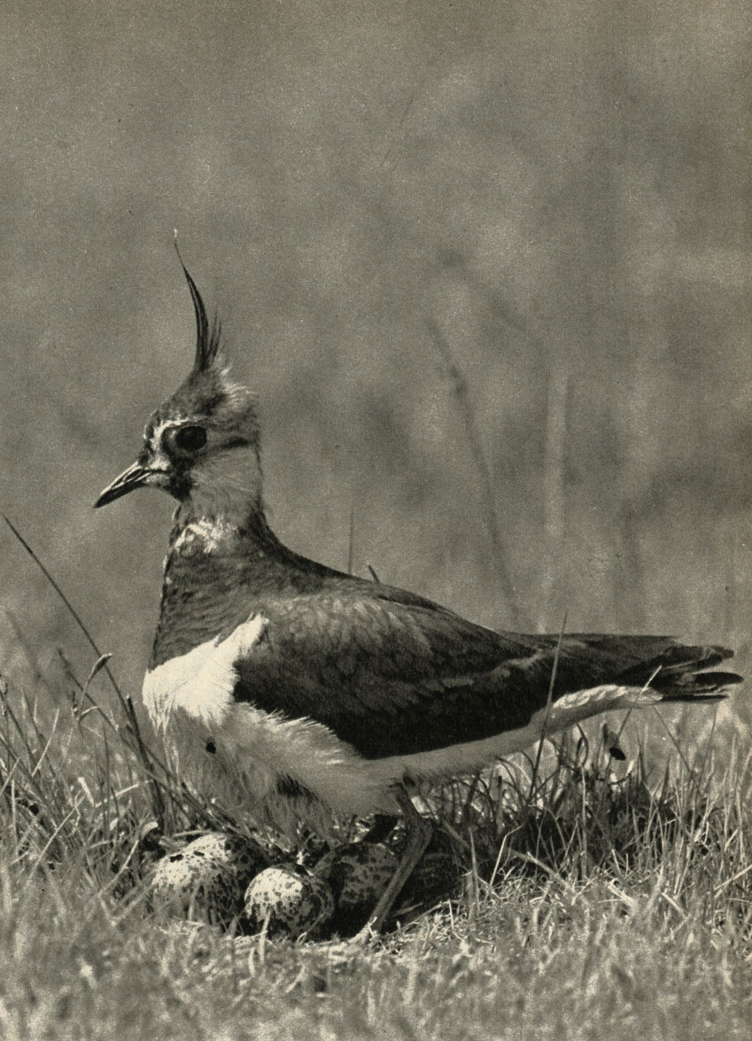,   (Vanellus vanellus)