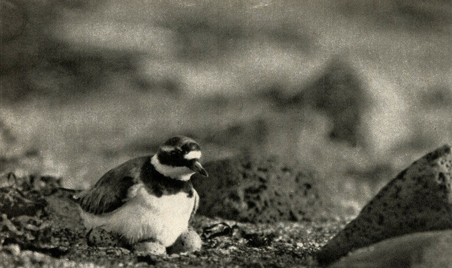 ,    (Charadrius hiaticula)