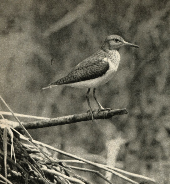  (Actitis hypoleucos)