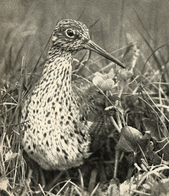 ,   (Tringa totanus)