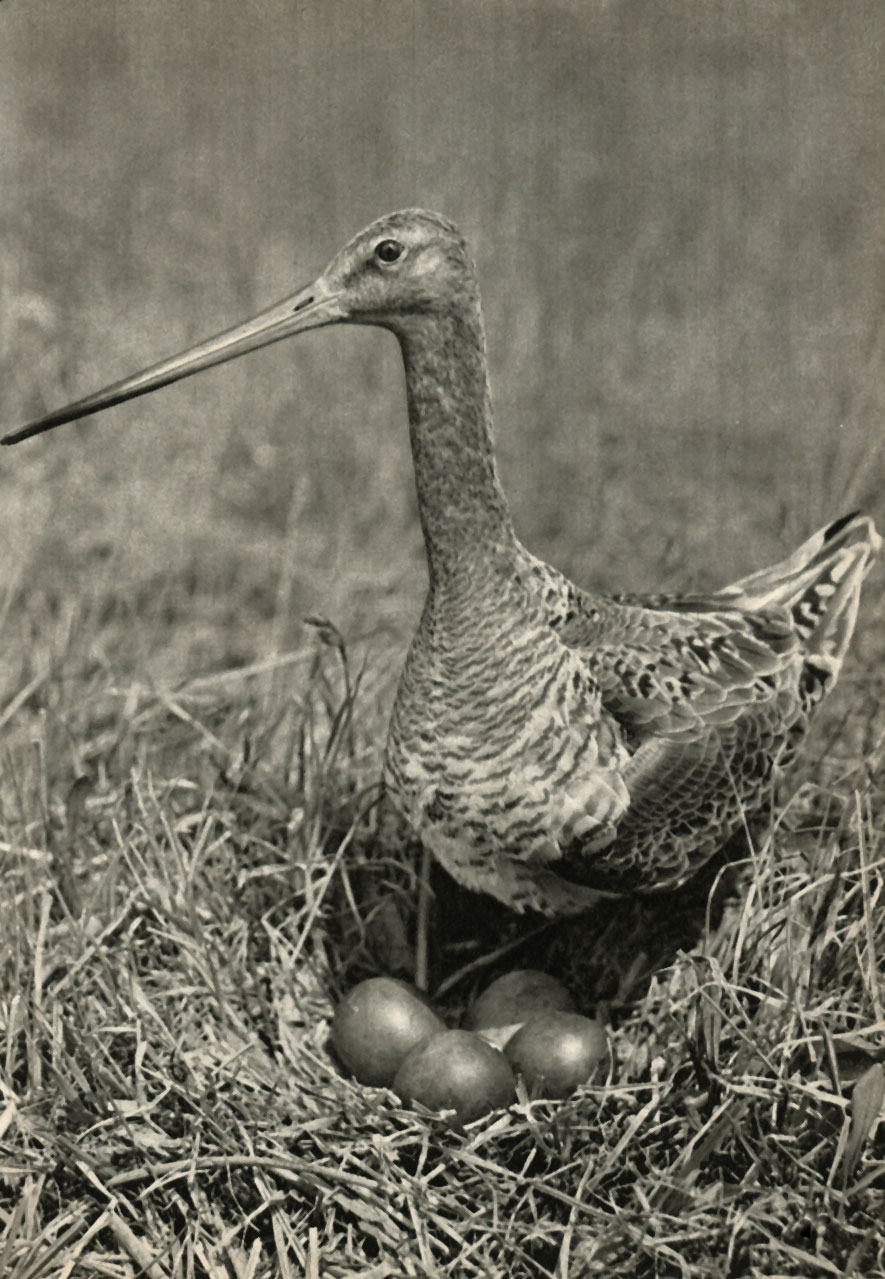   (Limosa limosa)