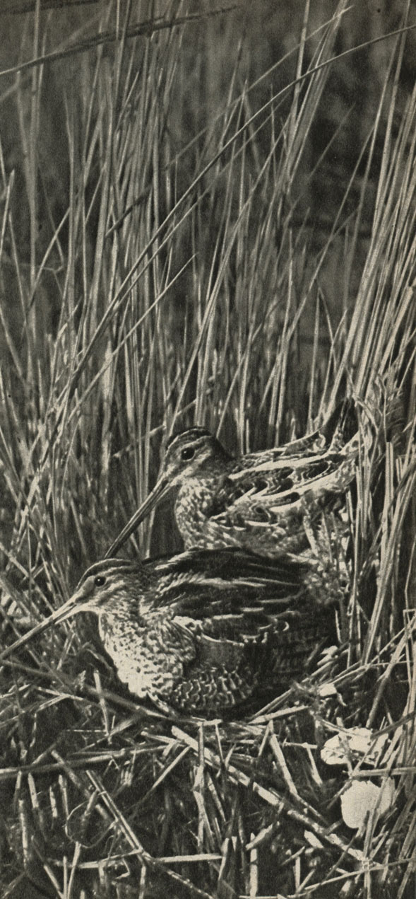    (Gallinago = Capella gallinago),      