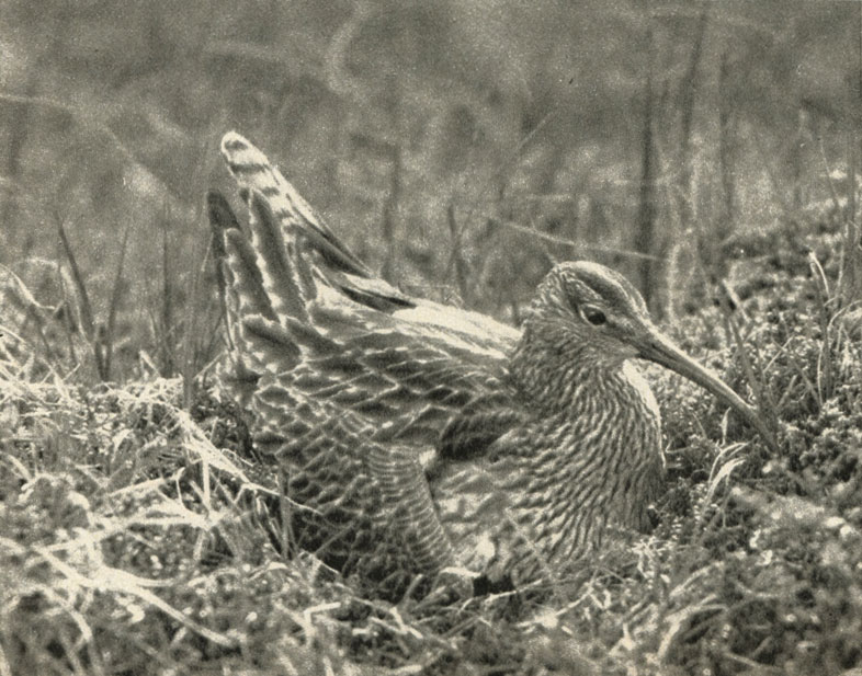  (Numenius phaeopus)