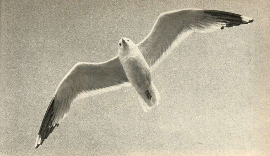   (Larus argentatus)  