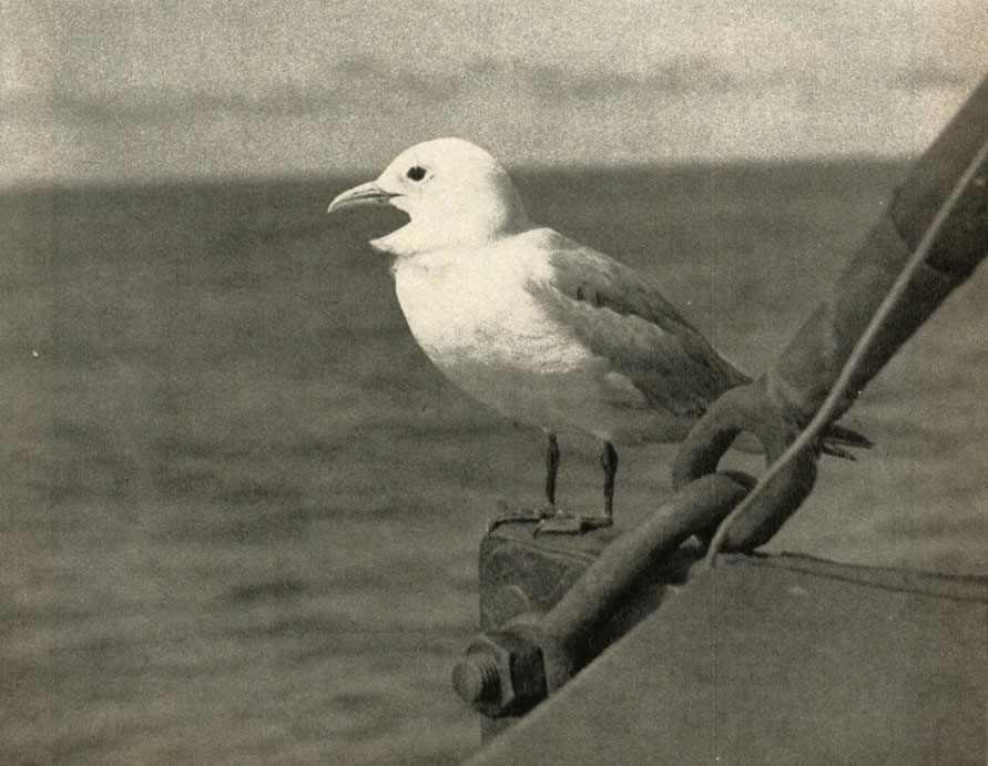   (Rissa tridactyla)