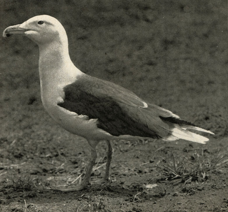    (Larus marinus)