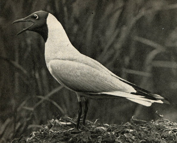 ,  ,  (Larus ridibundus)