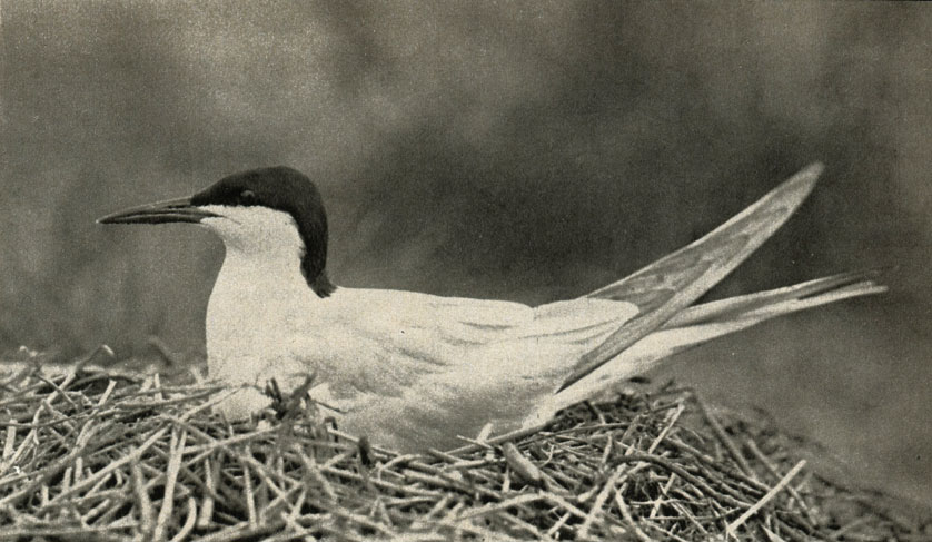 ,  ,  (Sterna hirundo)