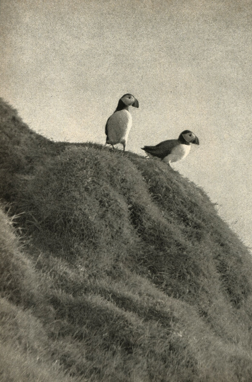  (Fratercula arctica)