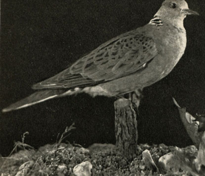   (Streptopelia turtur)