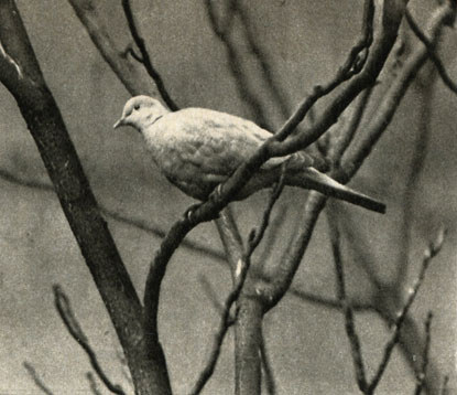   (Streptopelia decaocto)