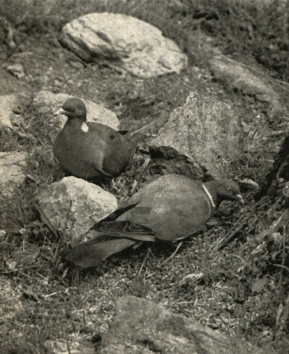 ,   (Columba palumbus)