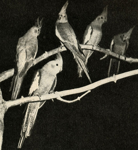   (Agapornis personata fischeri)