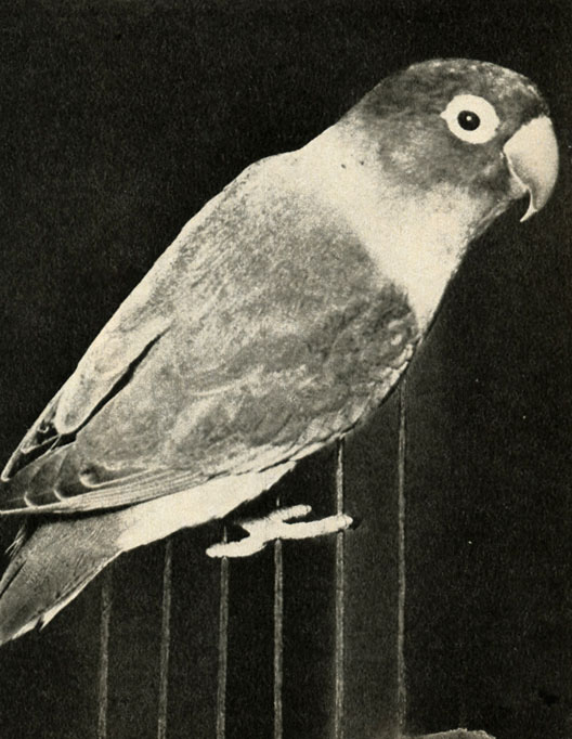   (Calopsitta novaehollandiae)