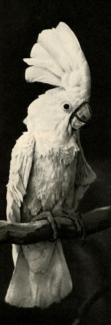   (Cacatua alba)