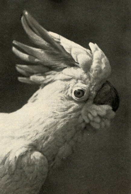    (Cacatua sulphur)