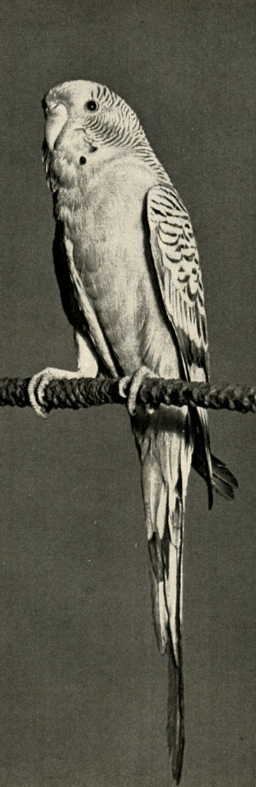   (Melopsittacus undulatus)
